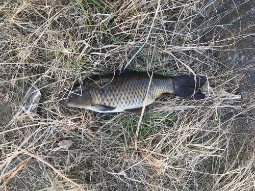 コイの釣果