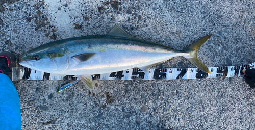 ツバスの釣果