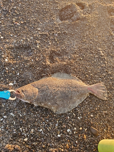 ヒラメの釣果