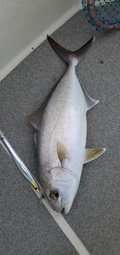 カンパチの釣果