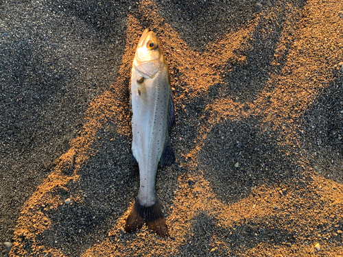 セイゴ（ヒラスズキ）の釣果