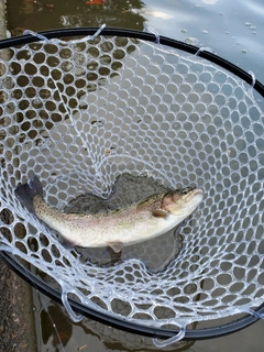 ニジマスの釣果