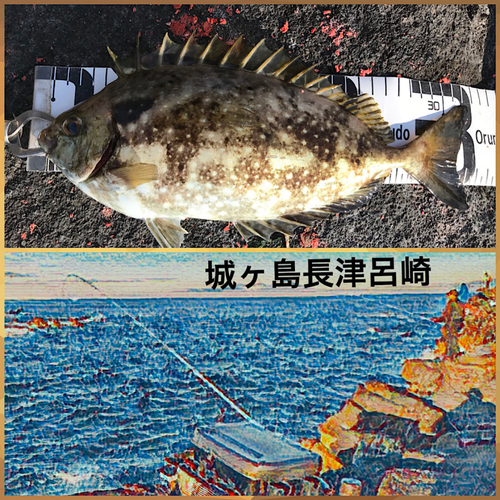 グレの釣果