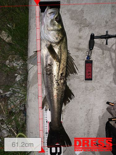 シーバスの釣果