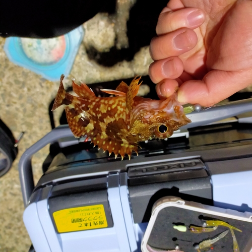 カサゴの釣果