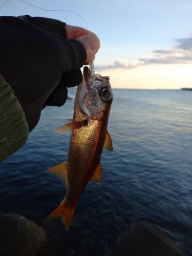 クロムツの釣果