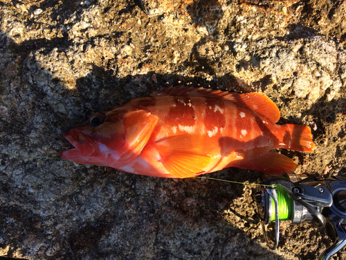 アカハタの釣果