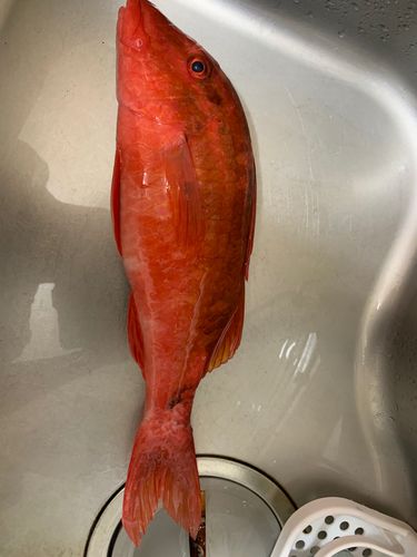 オジサンの釣果