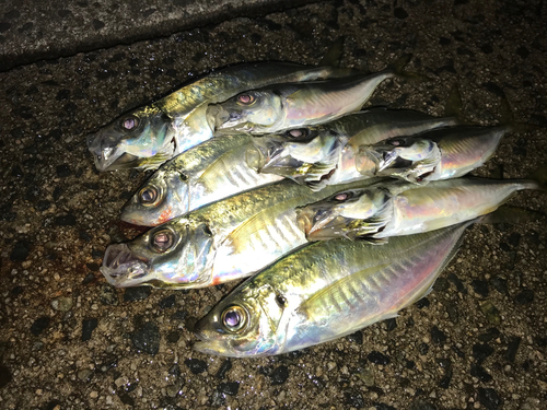 アジの釣果