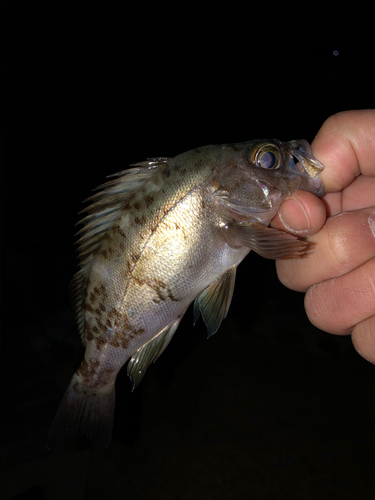 クロメバルの釣果