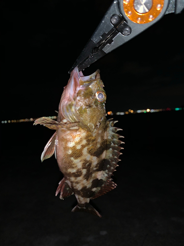 カサゴの釣果