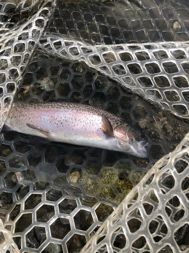 ニジマスの釣果