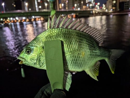 キビレの釣果