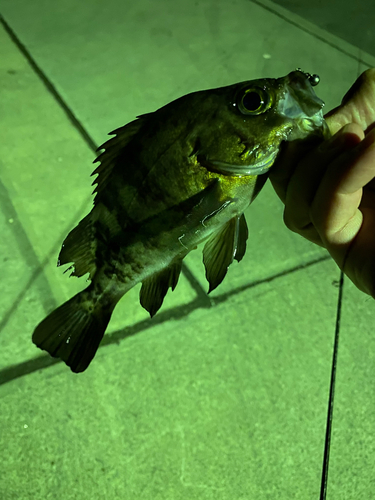 メバルの釣果