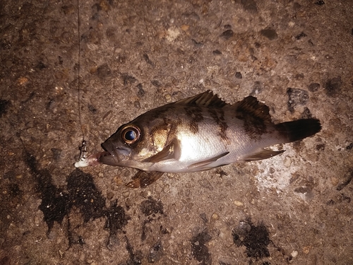 クロメバルの釣果