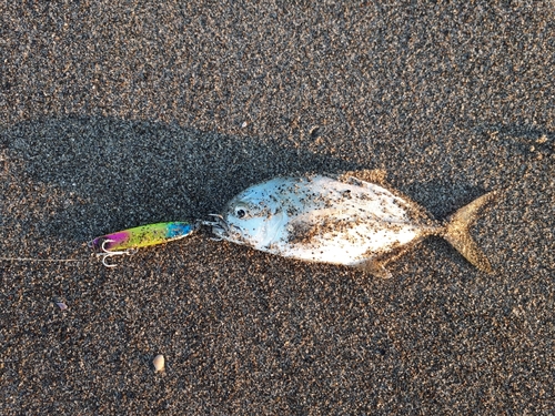 メッキの釣果