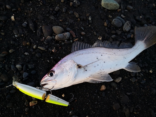 ニベの釣果