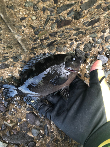 グレの釣果