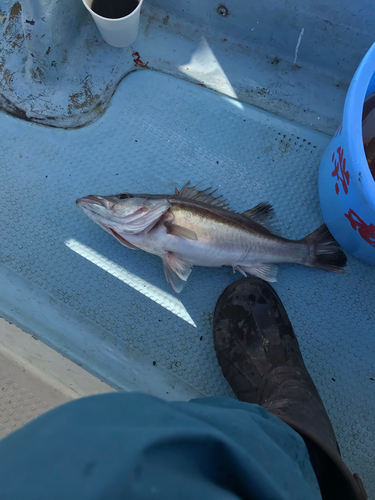 アラの釣果