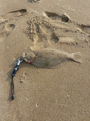 ヒラメの釣果