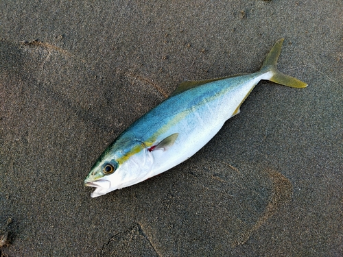 イナダの釣果