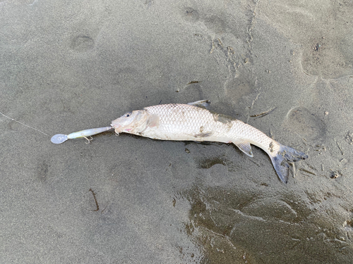 ニゴイの釣果