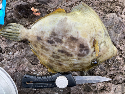 カワハギの釣果