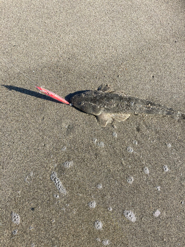 マゴチの釣果