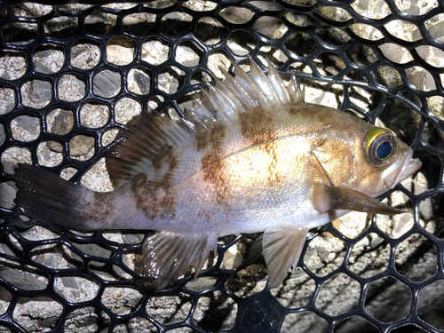 メバルの釣果