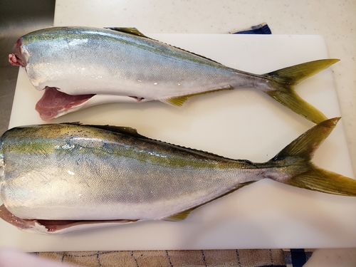 イナダの釣果