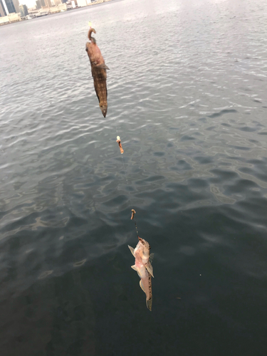 マハゼの釣果