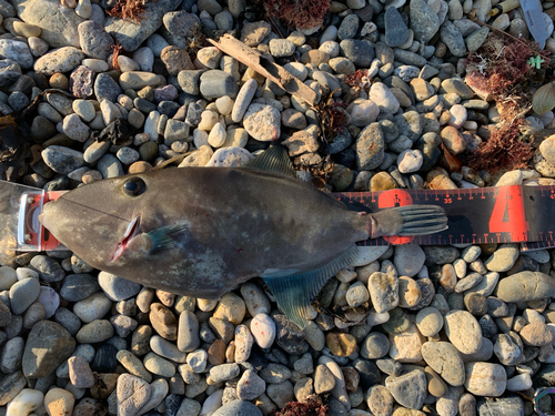 カワハギの釣果