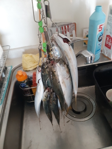 コノシロの釣果