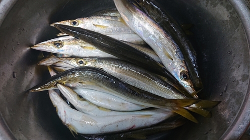 カマスの釣果