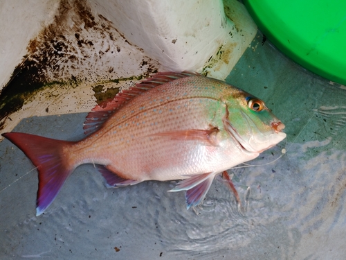 マダイの釣果