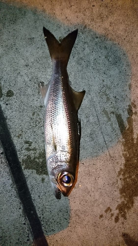 ムツの釣果