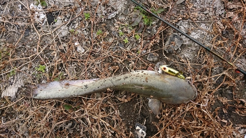 ナマズの釣果