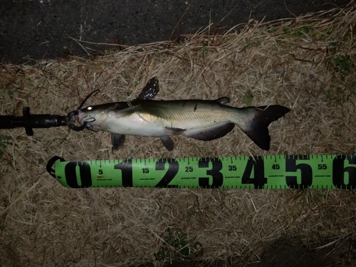 アメリカナマズの釣果