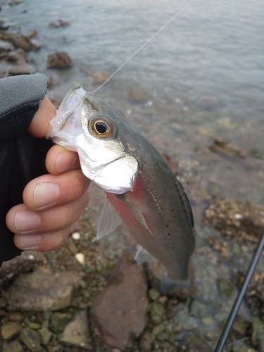 セイゴ（マルスズキ）の釣果