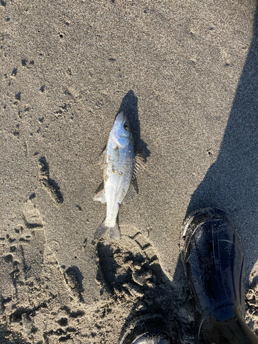 セイゴ（マルスズキ）の釣果