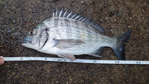 クロダイの釣果