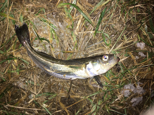 ハタハタの釣果