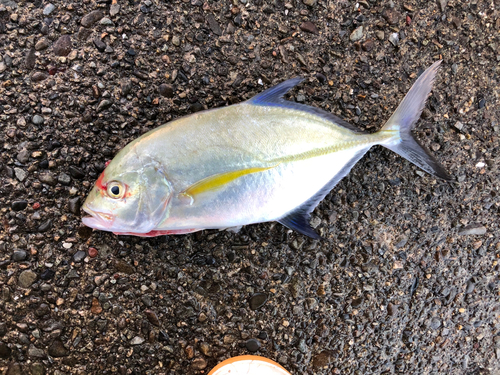 カスミアジの釣果