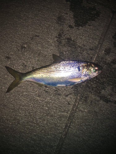 コノシロの釣果