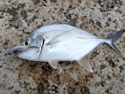 ロウニンアジの釣果