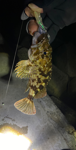 カサゴの釣果