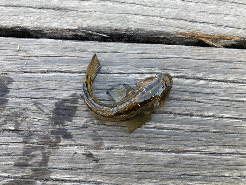 アカオビシマハゼの釣果