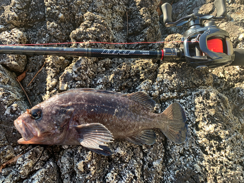 マゾイの釣果