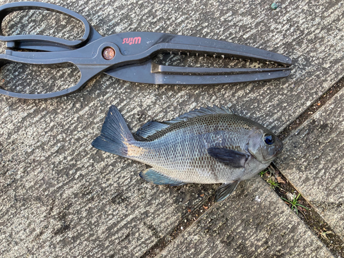 メジナの釣果