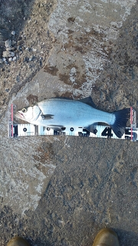 ヒラスズキの釣果